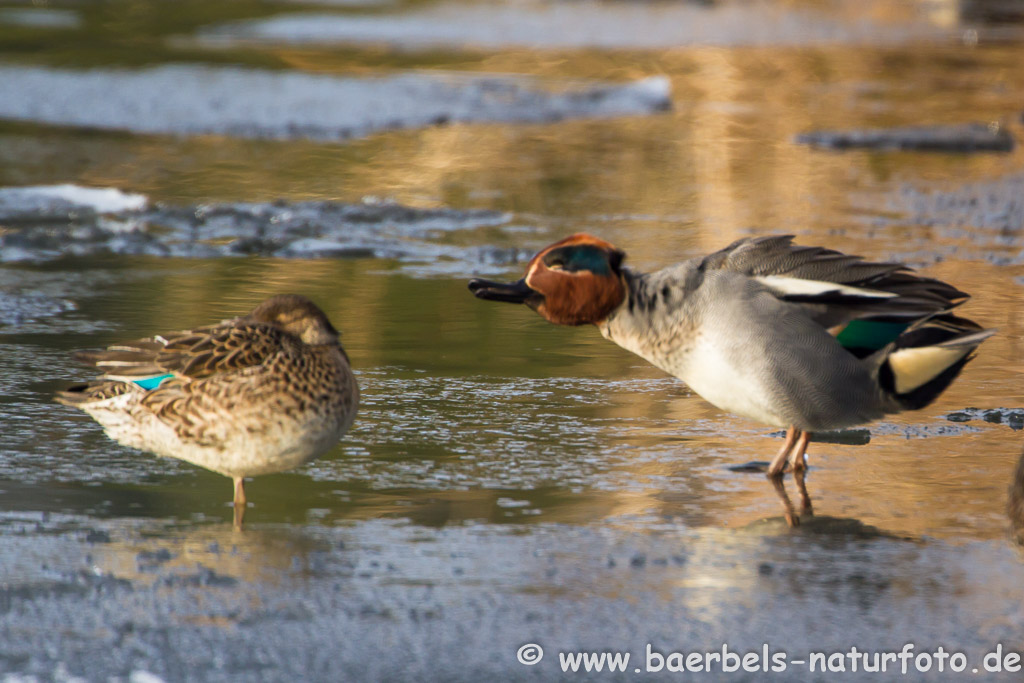 Krickenten sind sehr kleine Enten