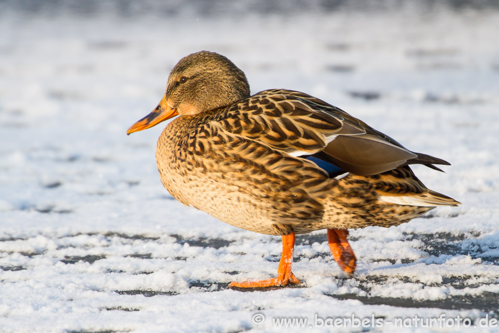 Weibl. Stockente