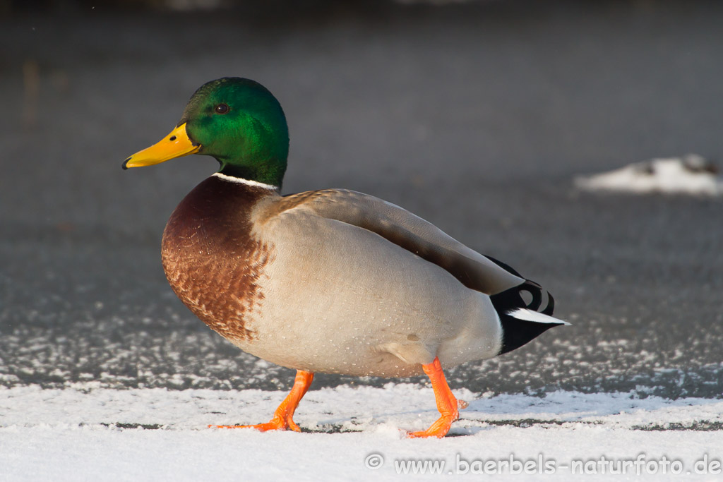 Männl. Stockente