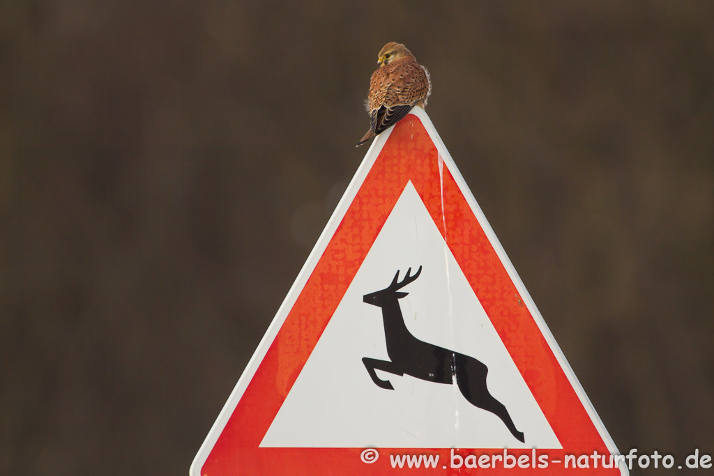 Kleiner Falke mal ganz groß