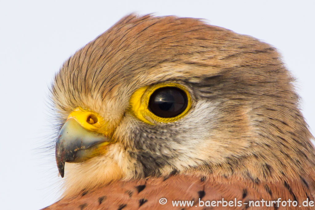 Turmfalke  mit Blickkontakt