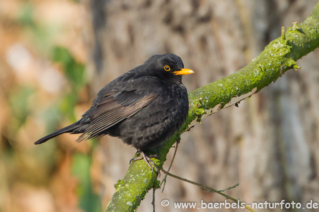 Amsel männl.