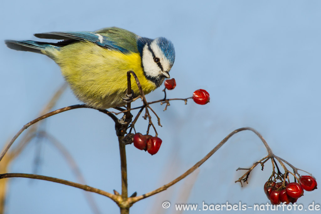 Blaumeise beim Beerenfrühstück