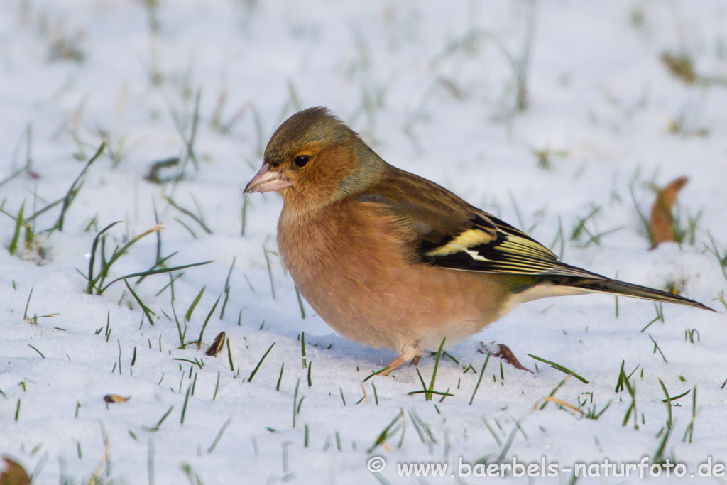 Buchfink im Schnee