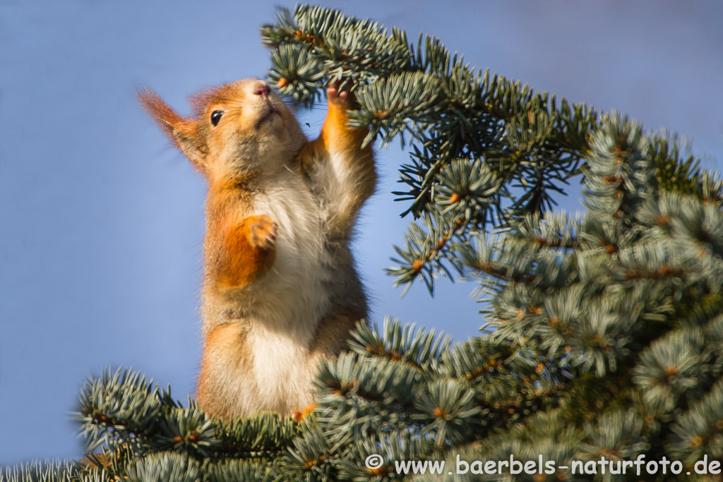 Eichhörnchen sucht nach Nahrung