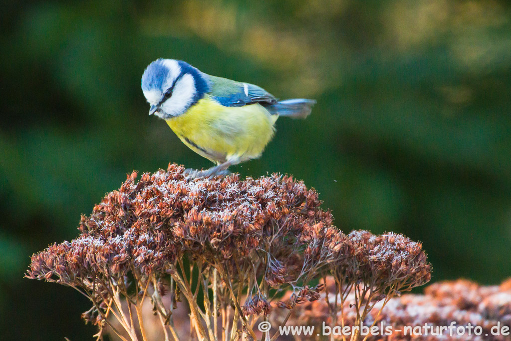 Blaumeise auf gefrorenem Strauch