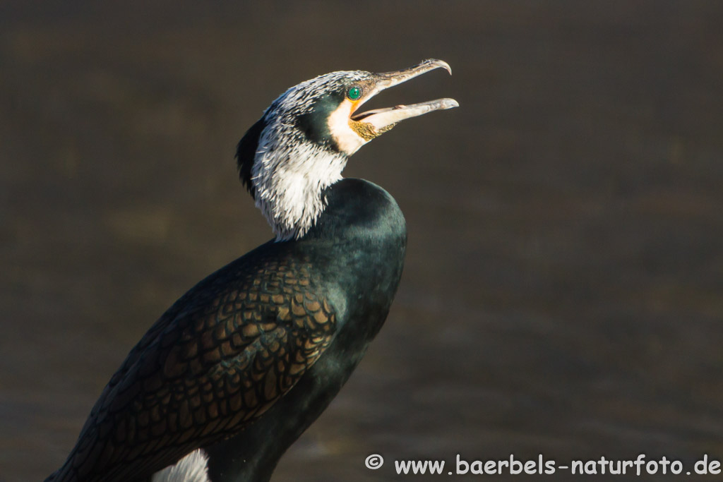 Ein toller Vogel