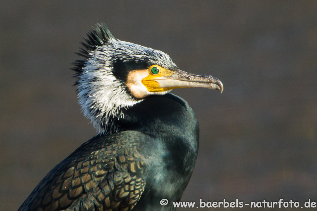 Porträt,  um die Schönheit der Vögel mal ganz nah zu betrachten