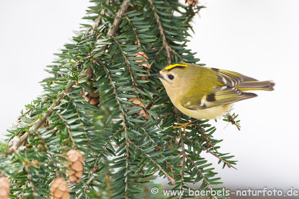 Wintergoldhähnchen