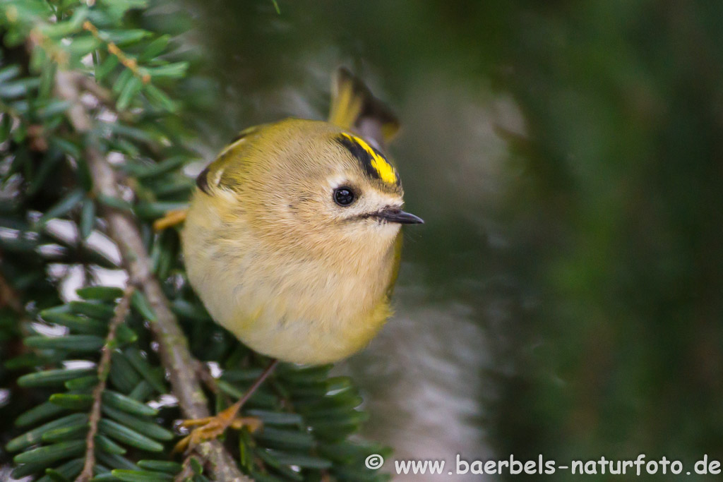 Wintergoldhähnchen ganz nah