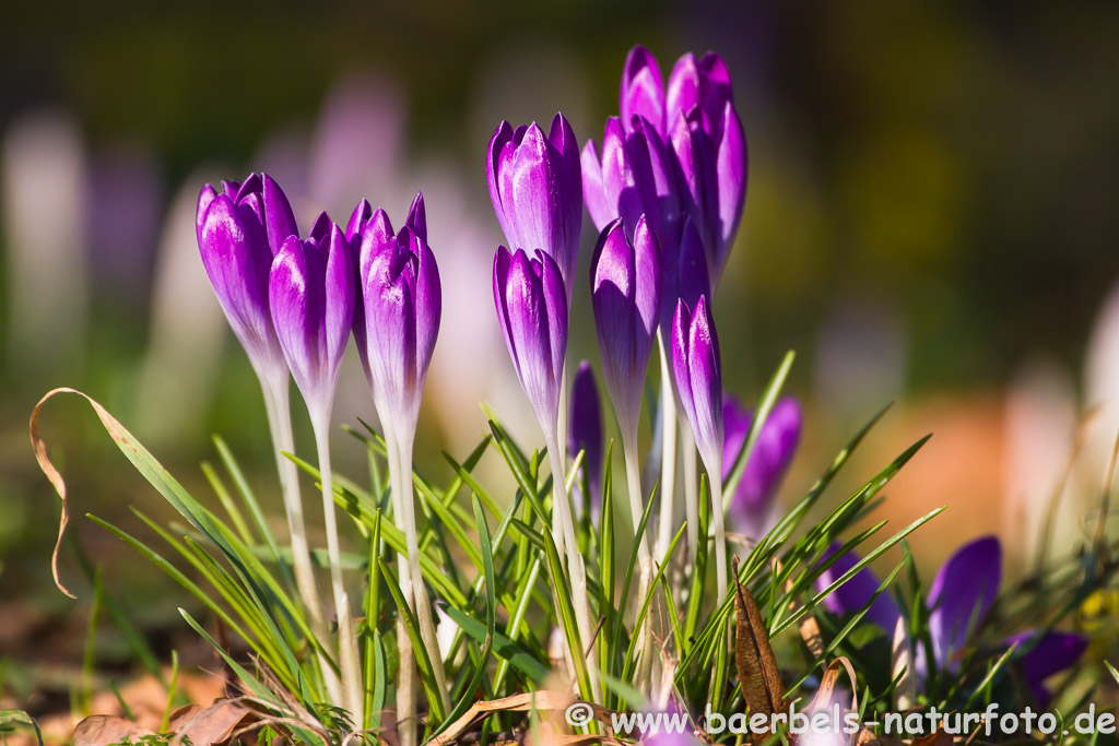 Frühling in Sicht