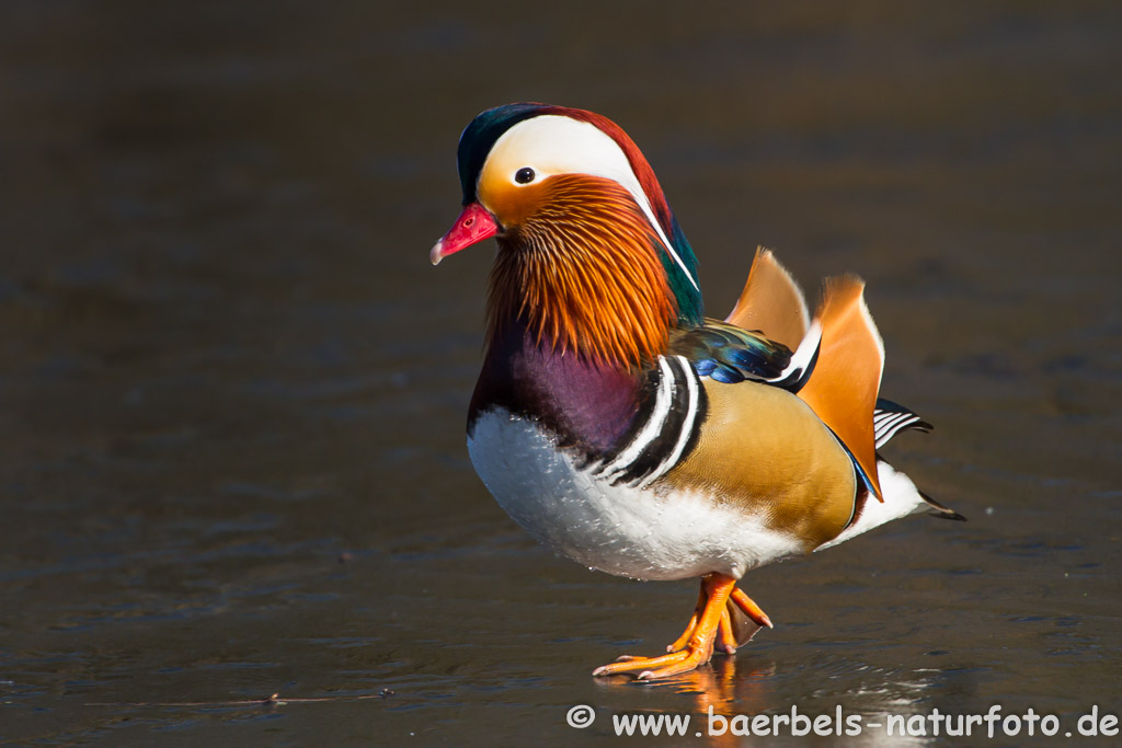 Mandarinente männl. ( Wildlife