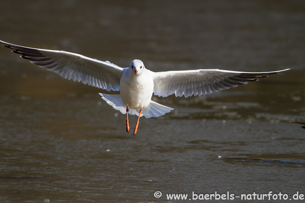 Lachmöwe im Anflug