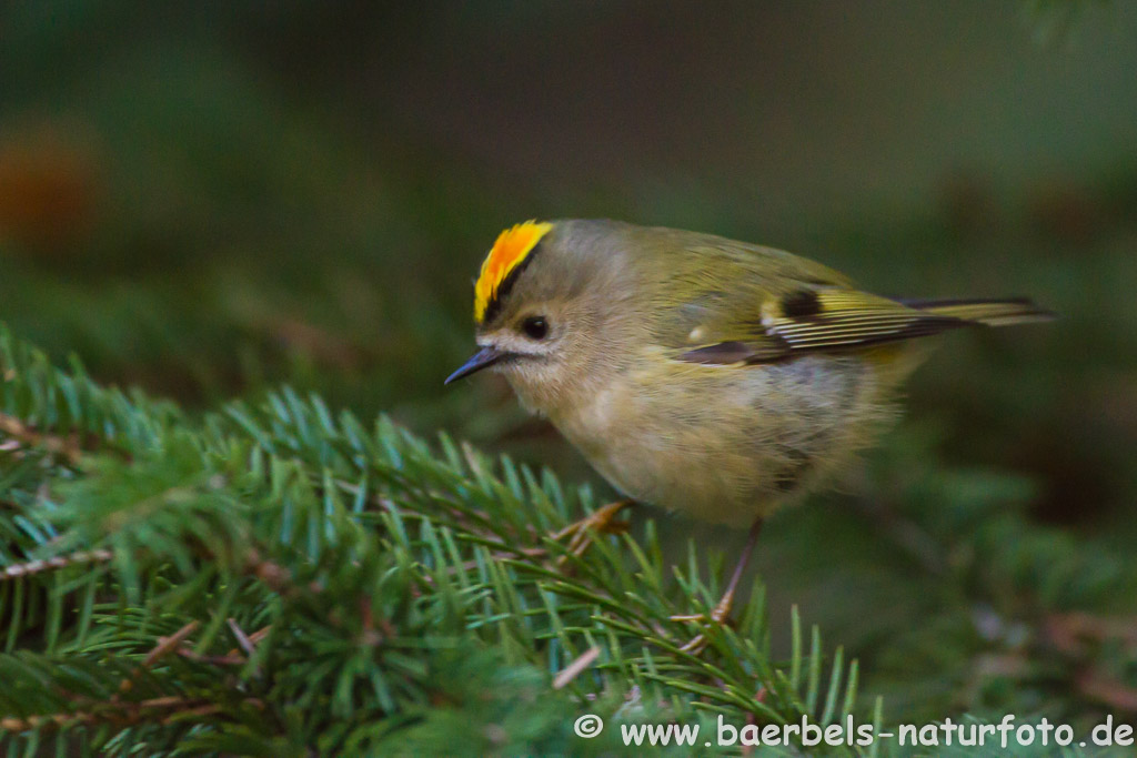 Wintergoldhähnchen