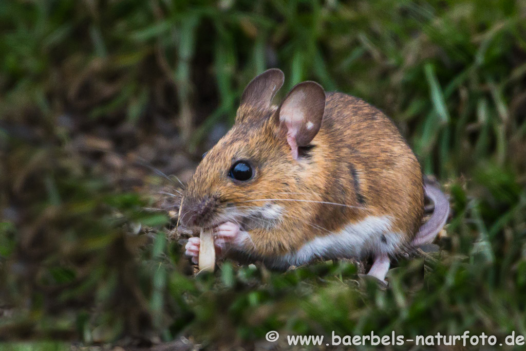 Waldmaus