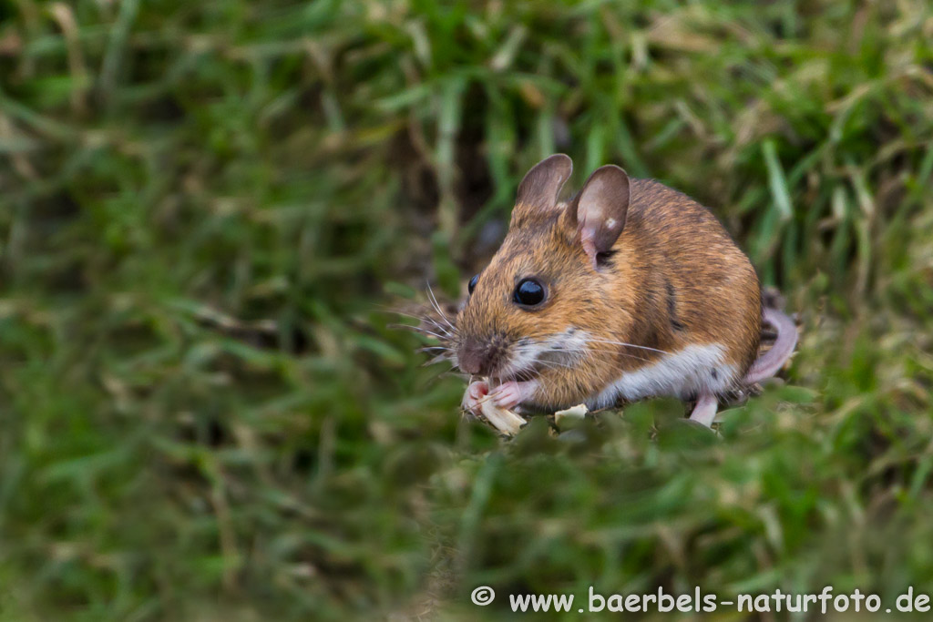 Waldmaus