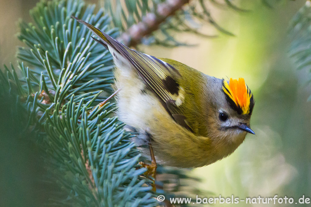 Wintergoldhähnchen ein quirliges sehr kleines Vögelchen