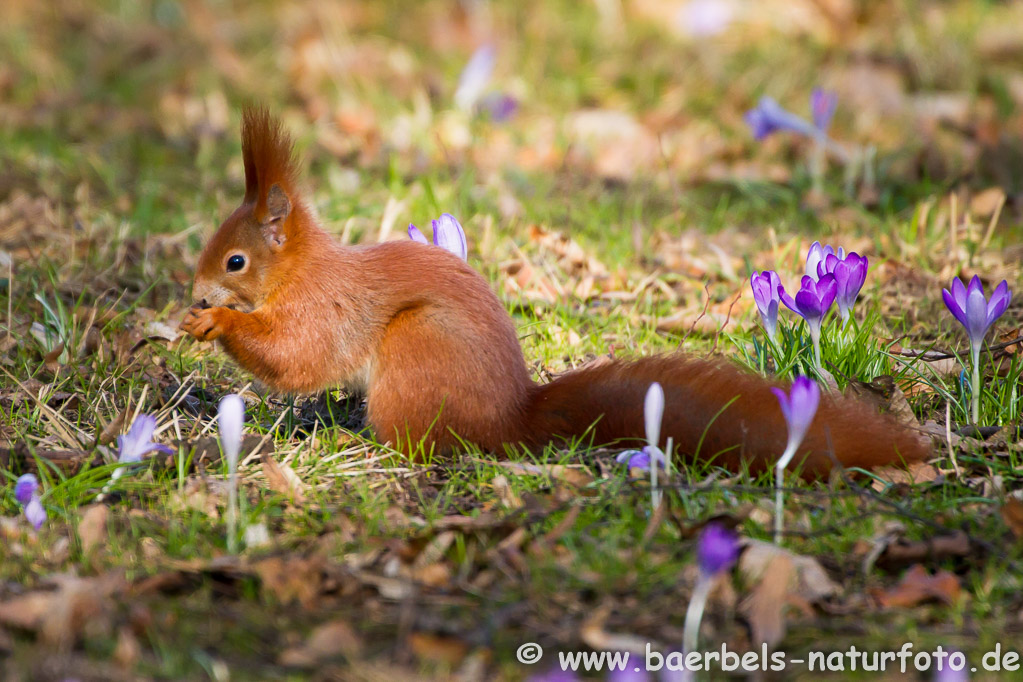 Eichhörnchen