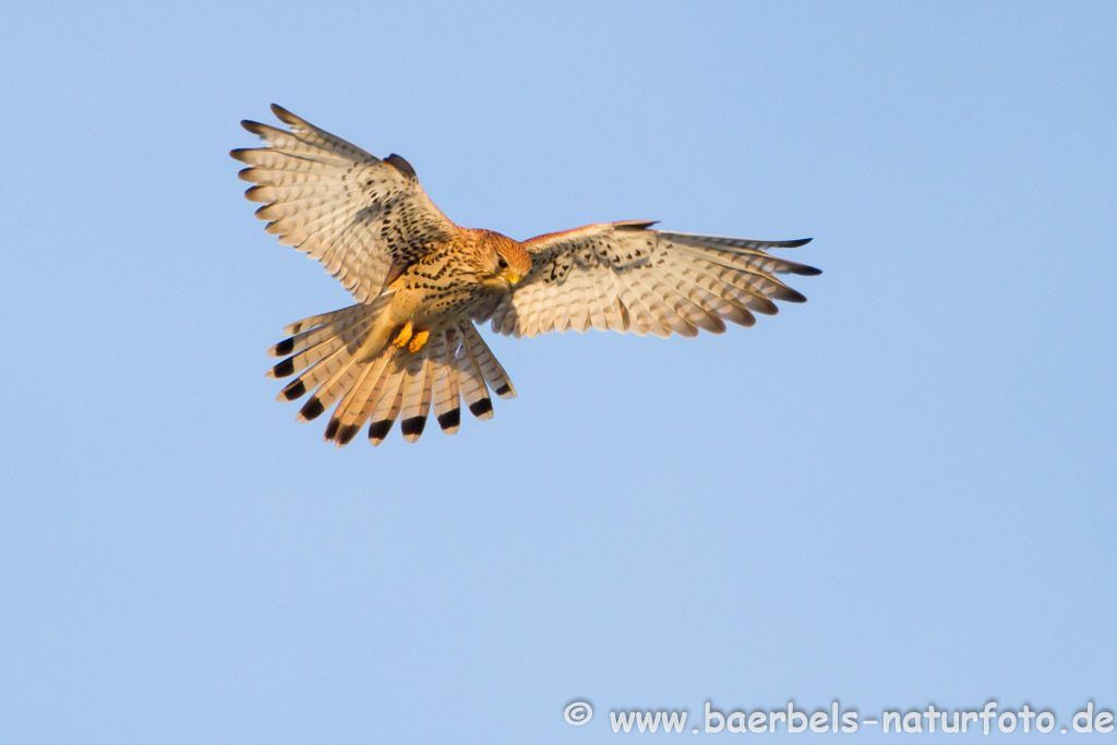 Turmfalke beim Rüttelflug