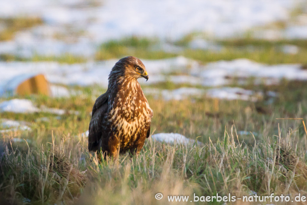 Mäusebussard dunkel