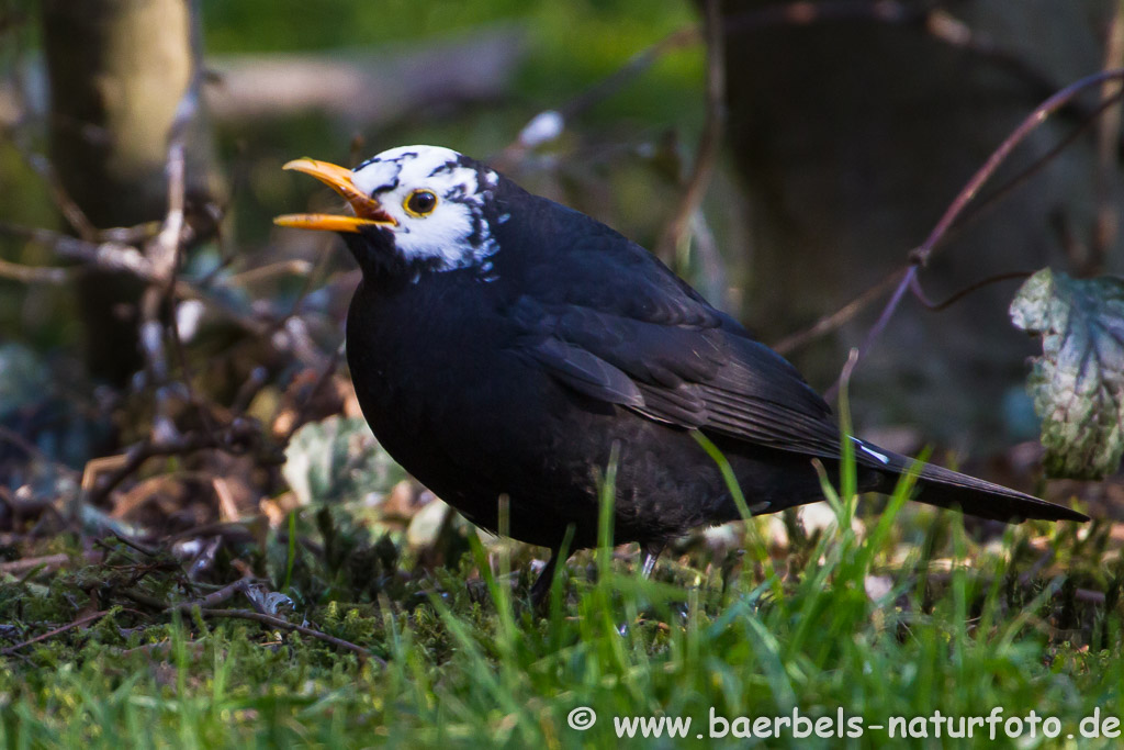 Fehlfarbene Amsel