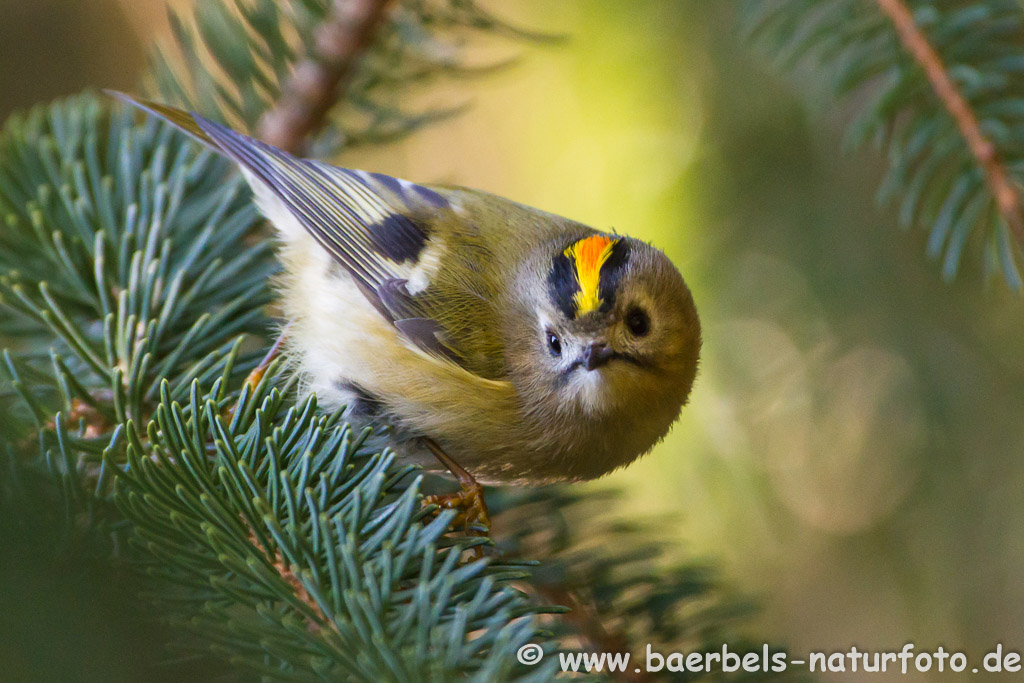 Wintergoldhähnchen