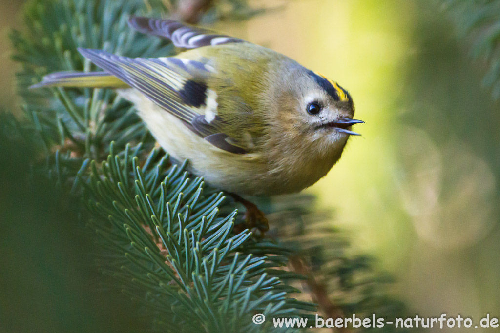 Wintergoldhähnchen