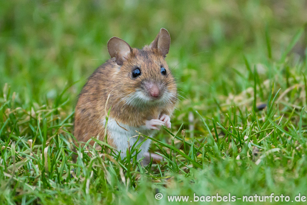 Waldmaus sucht tagsüber nach Nahrung