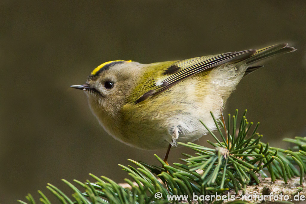 Wintergoldhähnchen