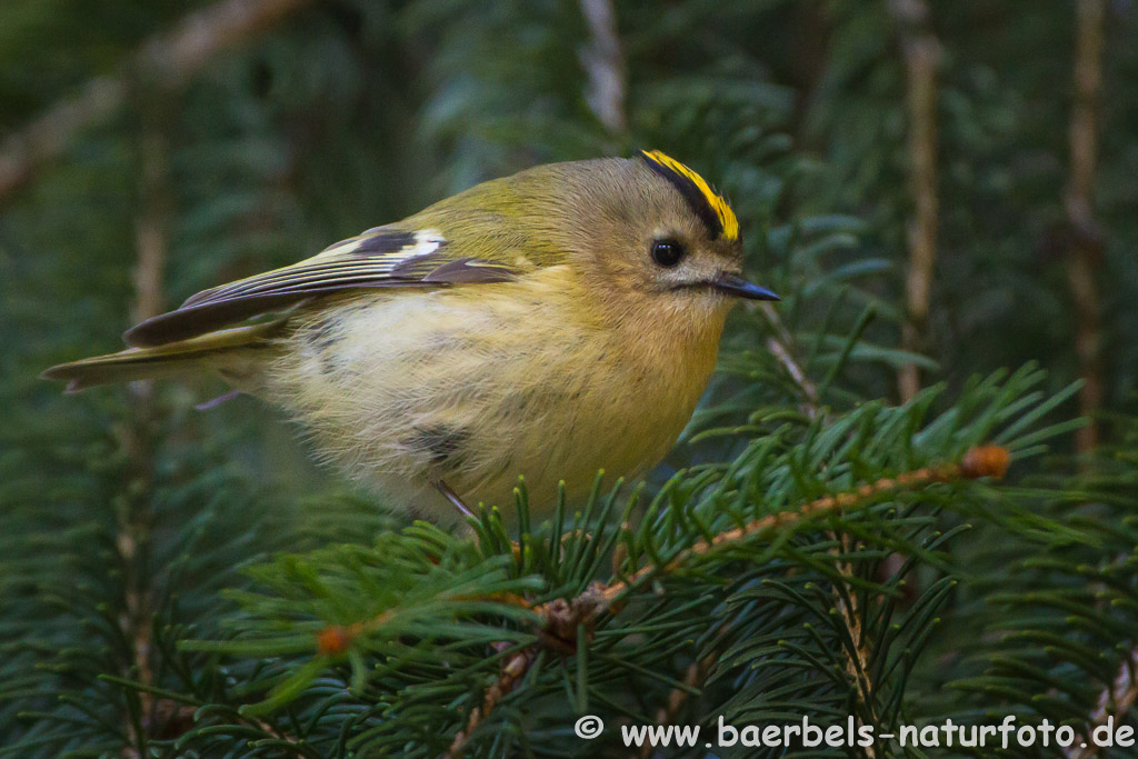 Wintergoldhähnchen