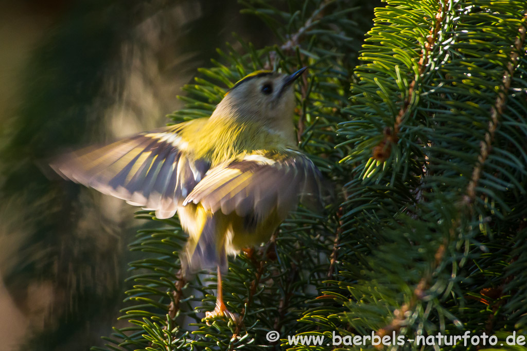 Wintergoldhähnchen