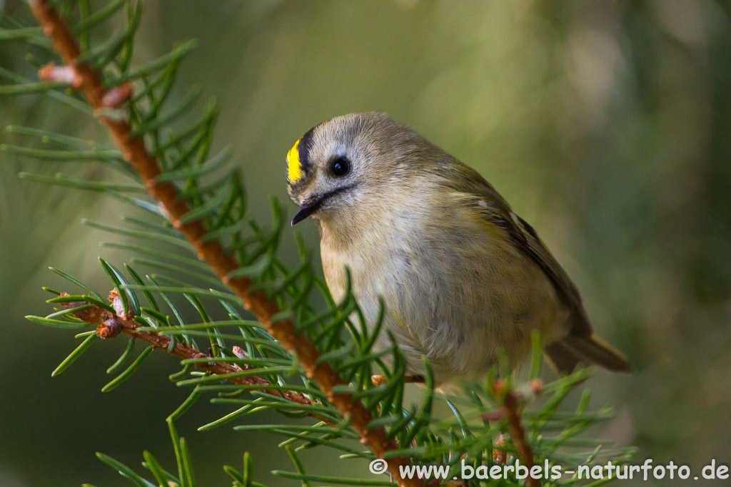 Wintergoldhähnchen