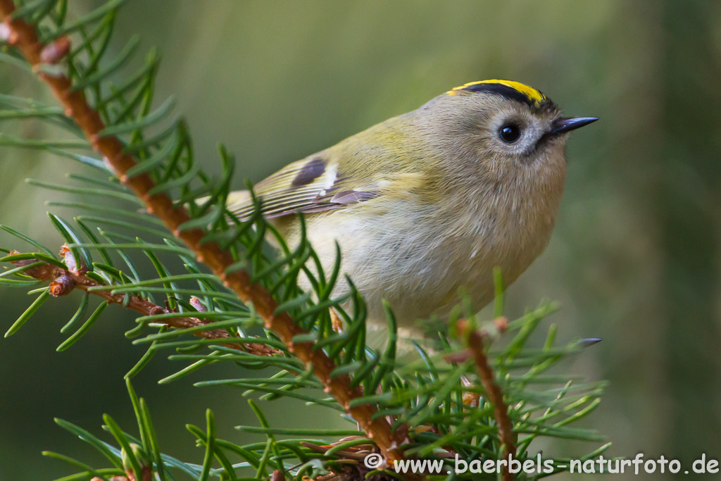 Wintergoldhähnchen