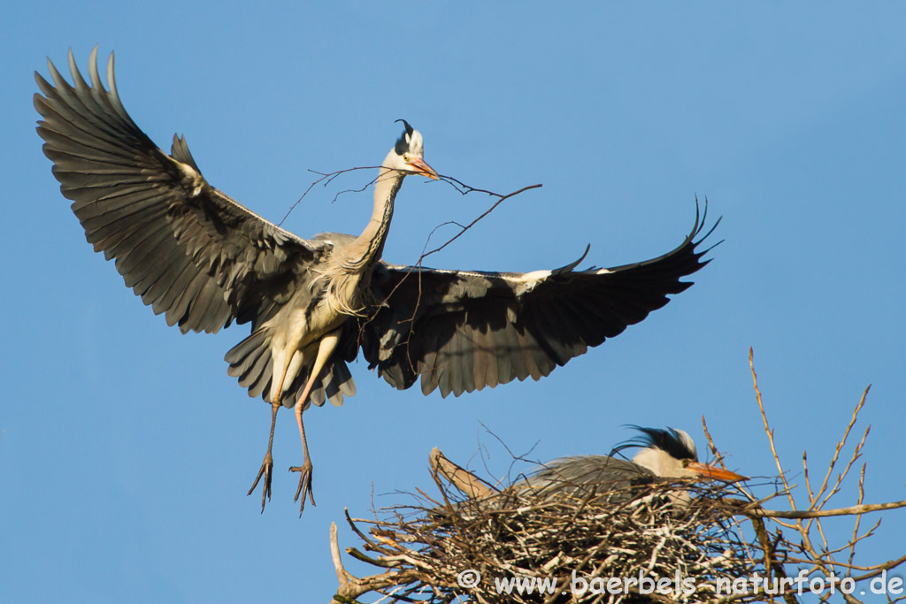 Nebenbei wird noch am Nest gebaut