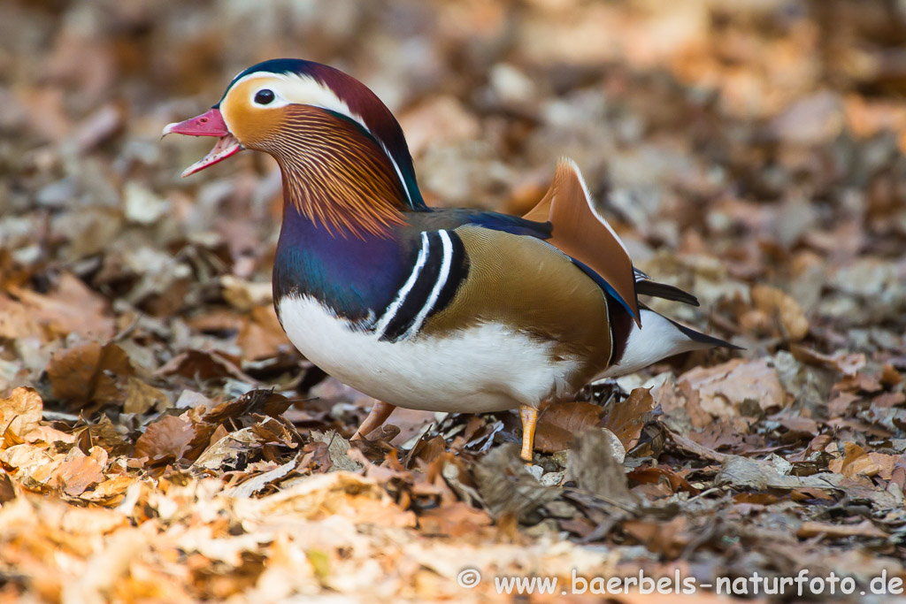 Mandarinente Erpel beim Landgang