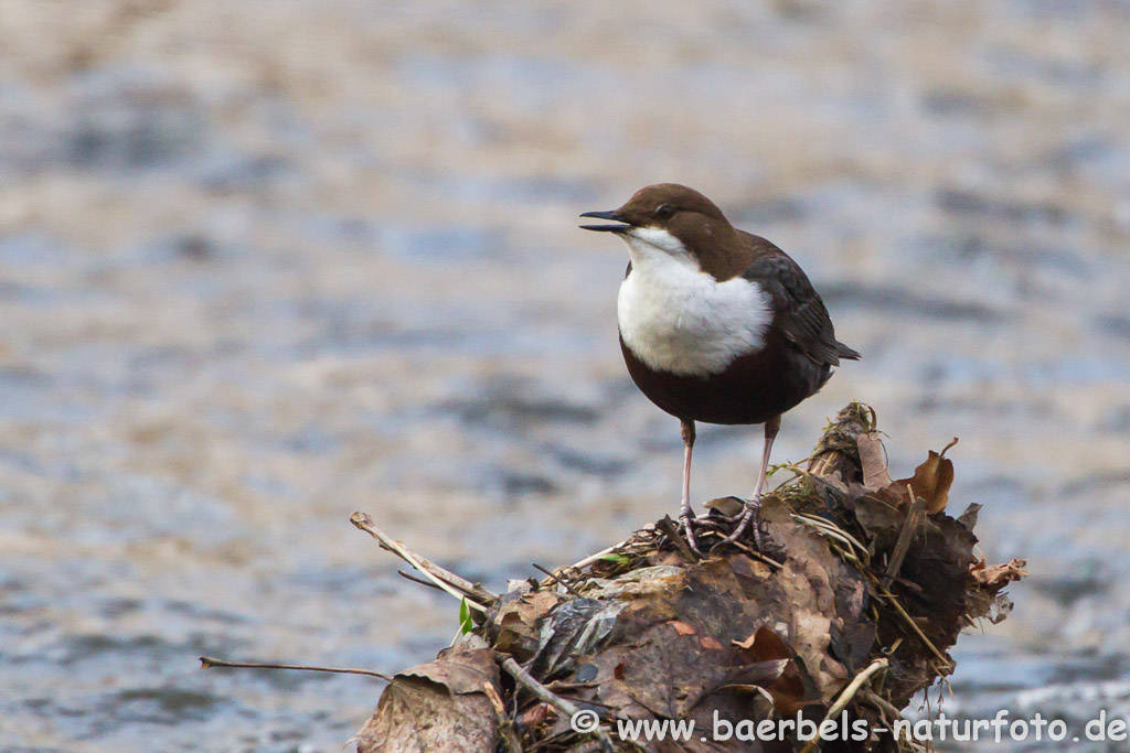 Wasseramsel war allein unterwegs