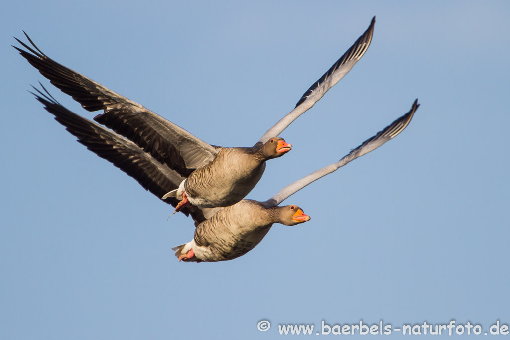 Im Partnerflug