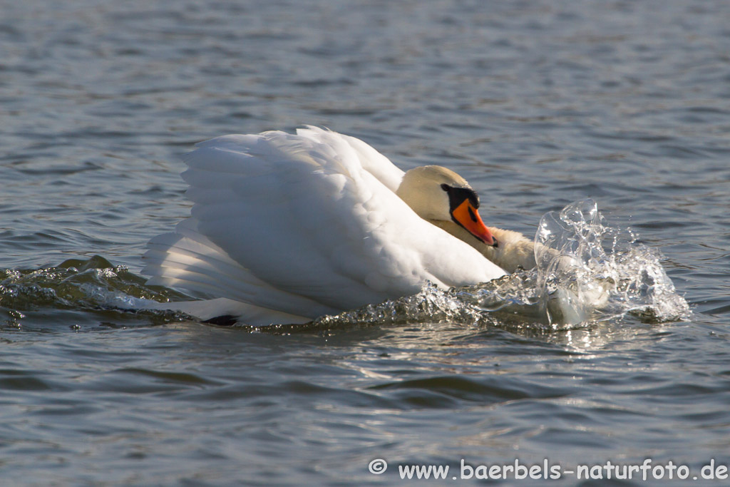 Höckerschwan gibt Gas