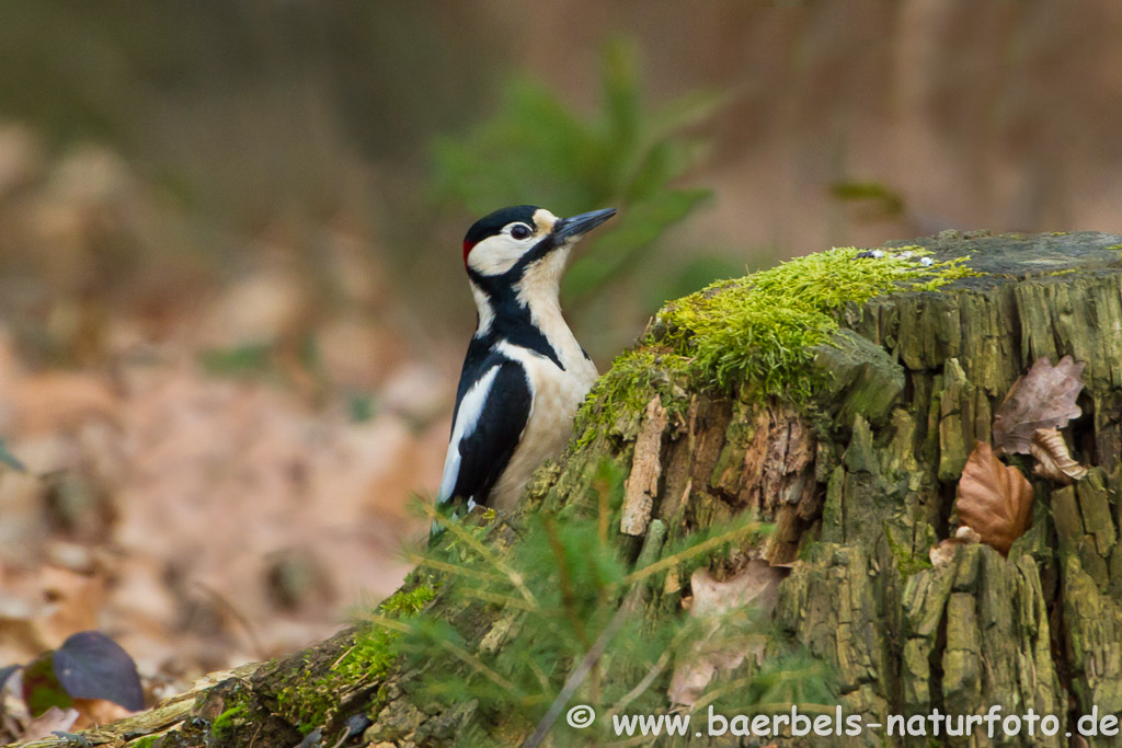 Buntspecht mitten im Wald bei der Arbeit