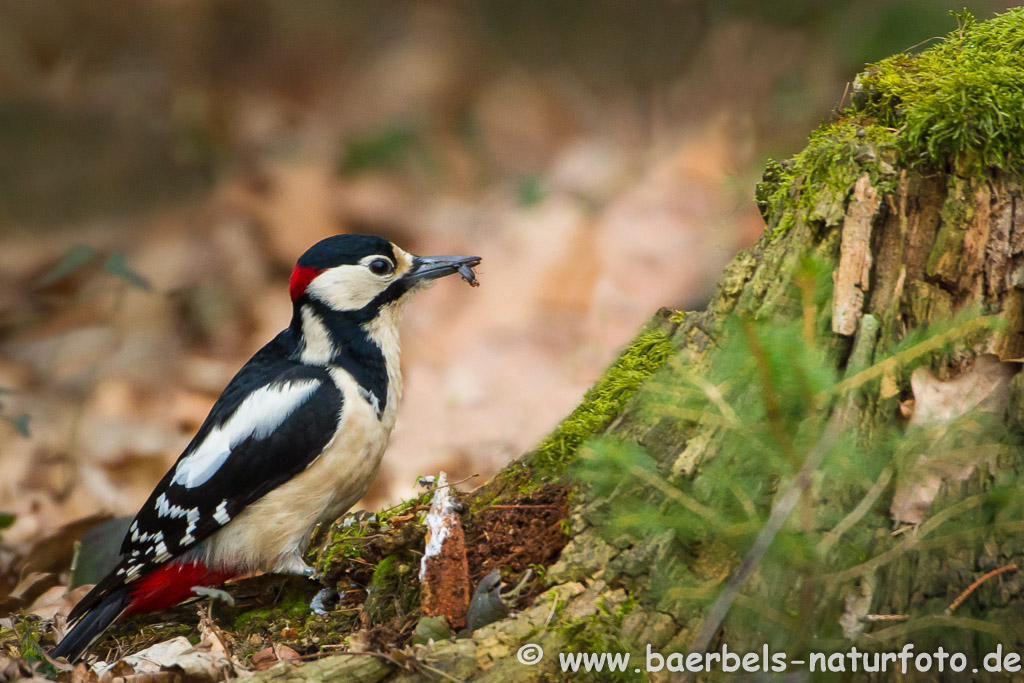 Er hat Erfolg und findet einen Käfer