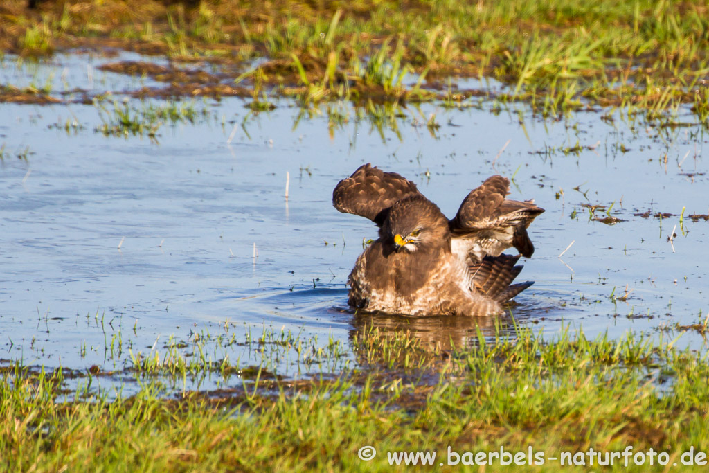 Mäusebussard beim Bad in einer Wasserlache