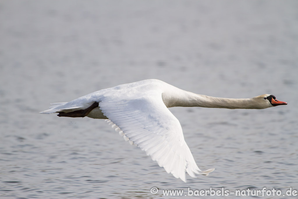 Höckerschwan