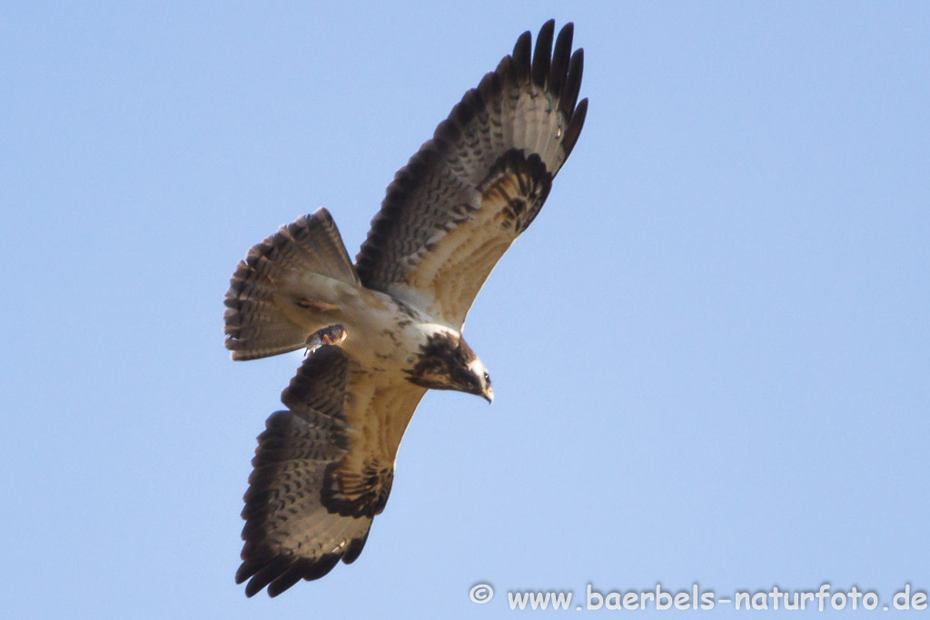 Mäusebussard hat eine Maus in den Fängen