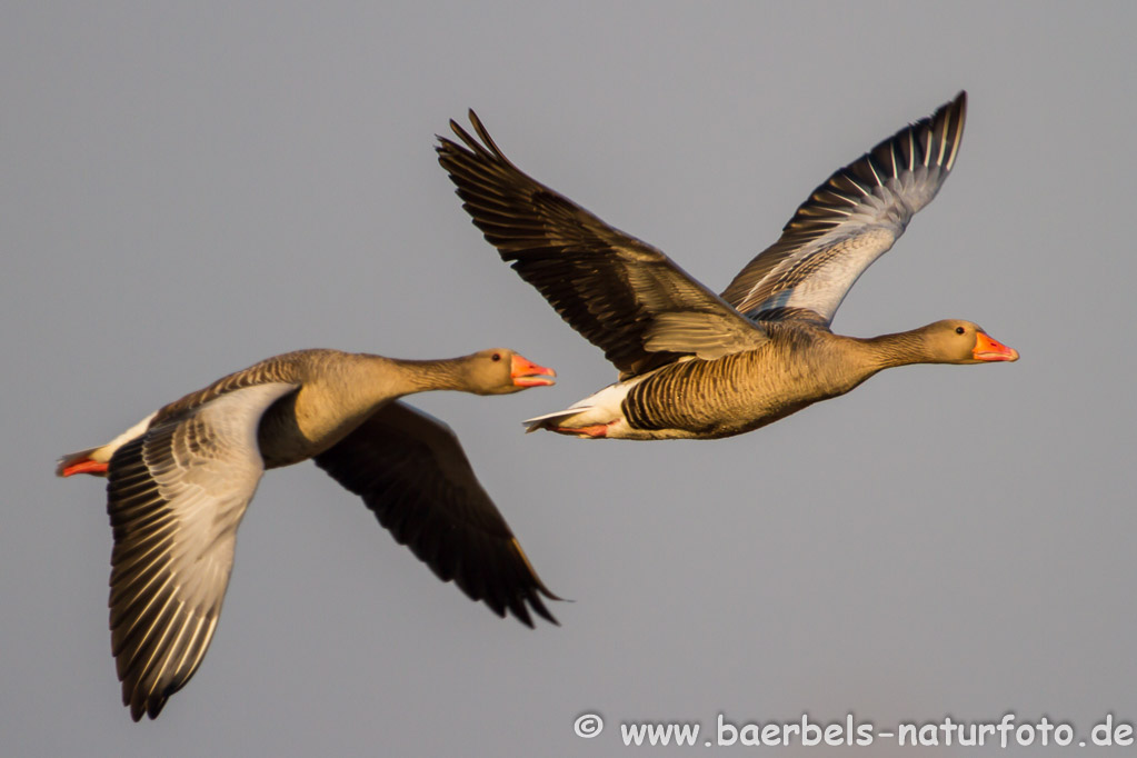 Graugänse im Flug