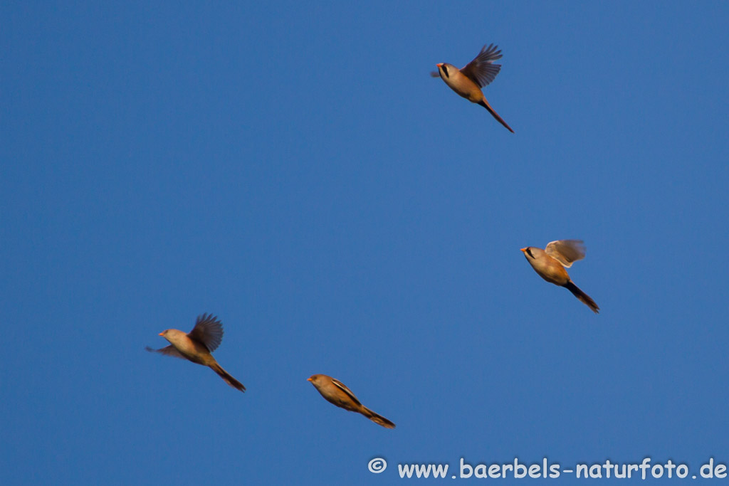 Fliegende Bartmeisen