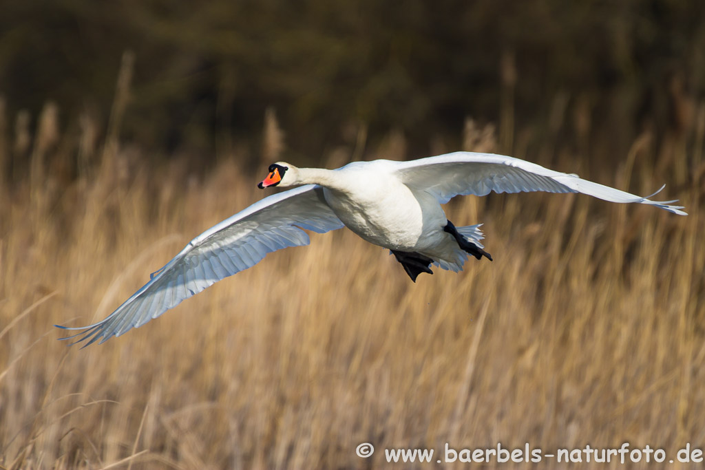 Schwanenflug übers Revier