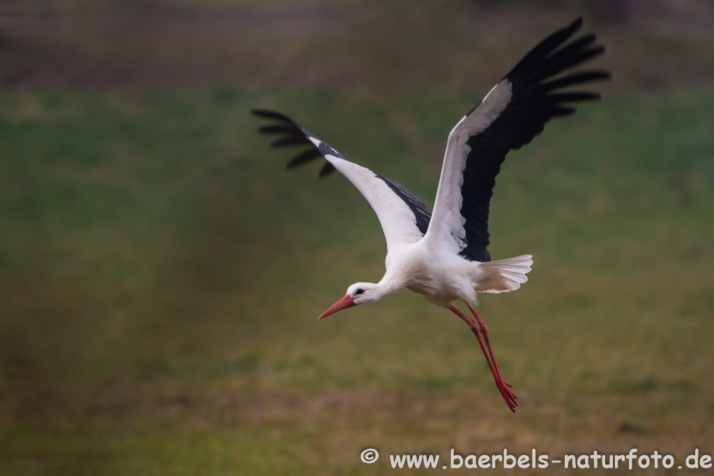 Der 1. Storch in diesem Jahr hebt ab