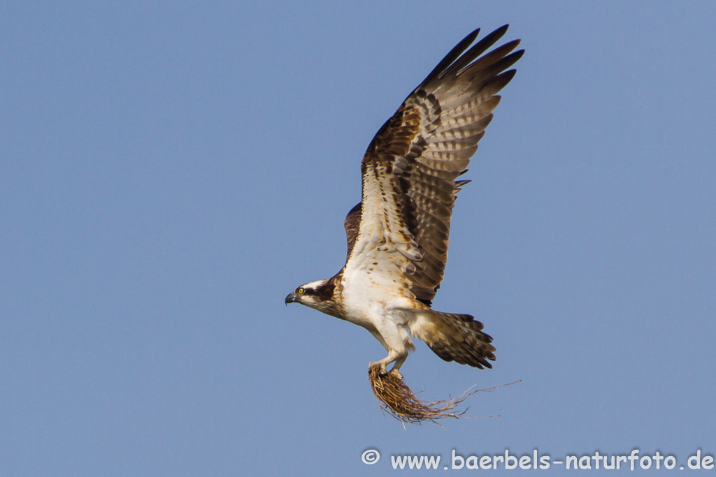 Fischadler bauen am Nest