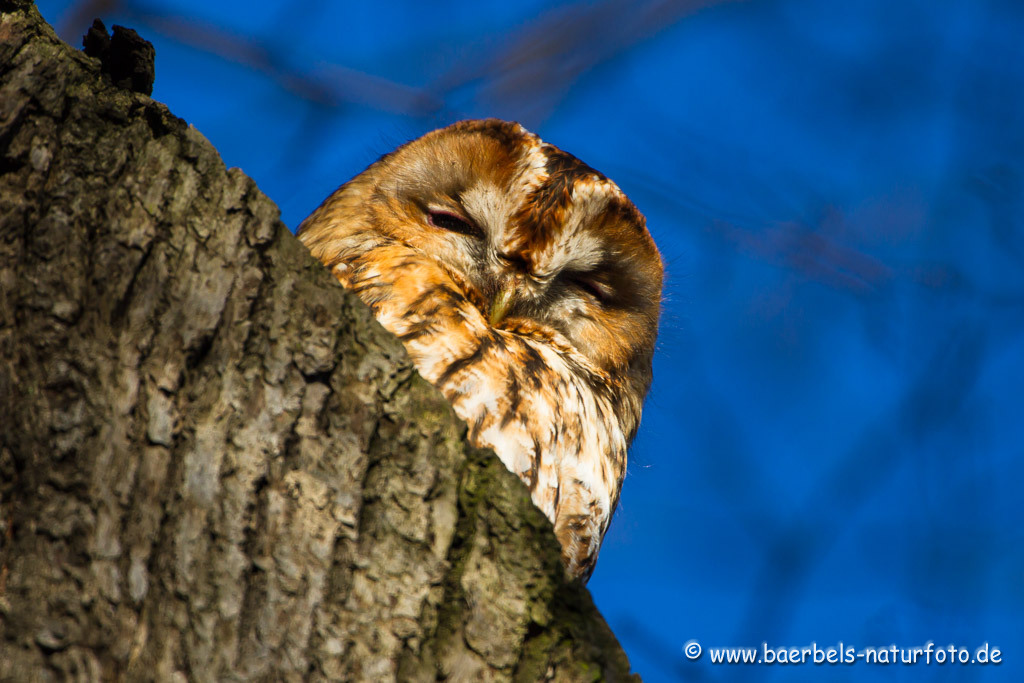 Waldkauz sitzt in der Morgensonne