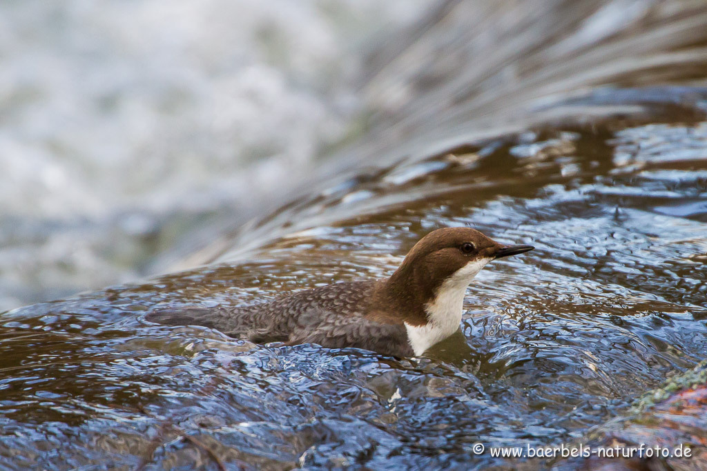 Schwimmende Wasseramsel